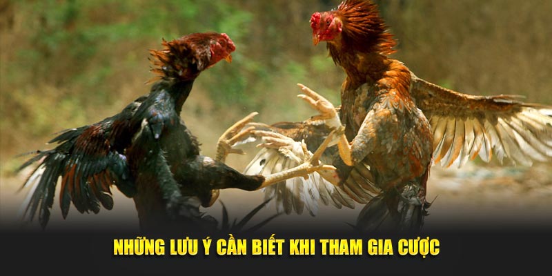 Những lưu ý cần biết khi tham gia cược từ nhà cái SHBET